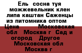 Ель, сосна,туя,можжевельник,клен,липа,каштан.Саженцы из питомника оптом. › Цена ­ 180 - Московская обл., Москва г. Сад и огород » Другое   . Московская обл.,Москва г.